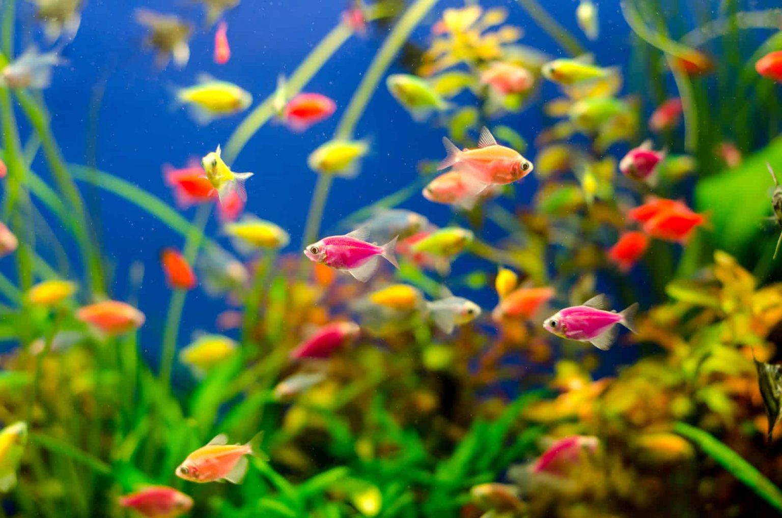 Finding the Best Deals at an Online Aquarium Store AASW 2019 Conference
